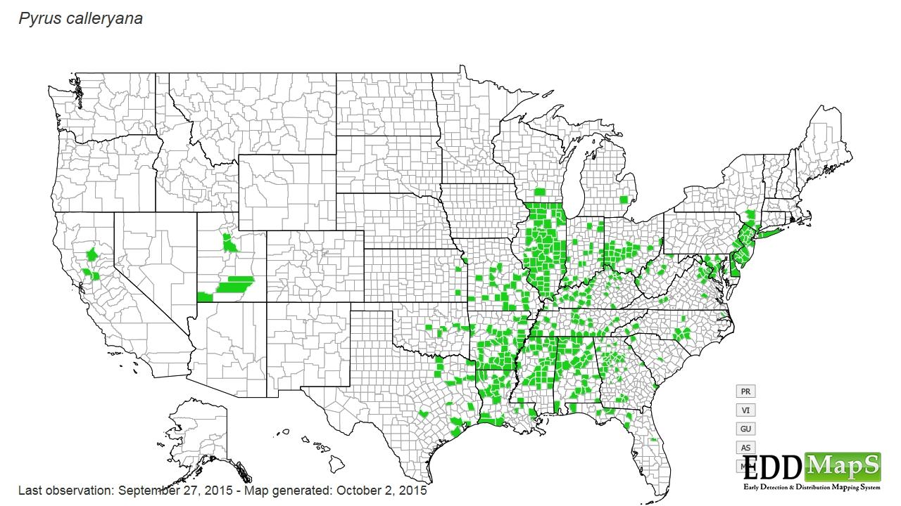 Distribution of Callery pear (2015). Courtesy eddmaps.org.