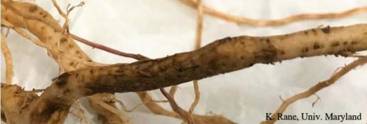 Corky root disease on tomato root showing dark lesion that is cracked and swollen. 