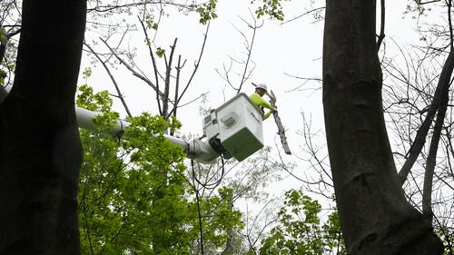 Arborist at work. Photo by Stephen Badger, Maryland DNR