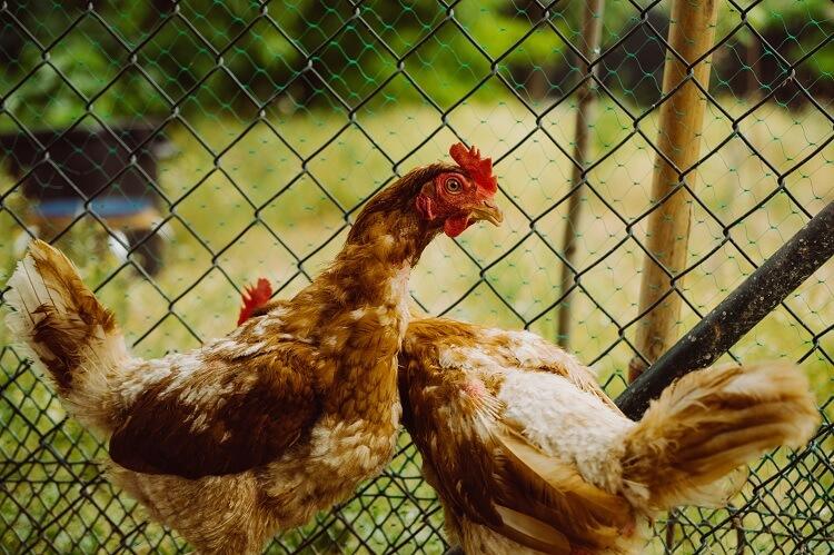 Chicken pecking feathers of another chicken