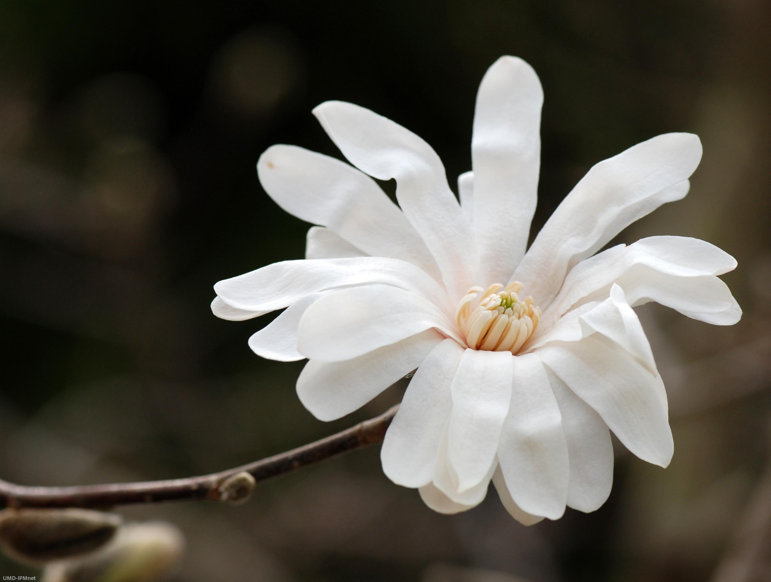 Magnolia 'Royal Star' flower