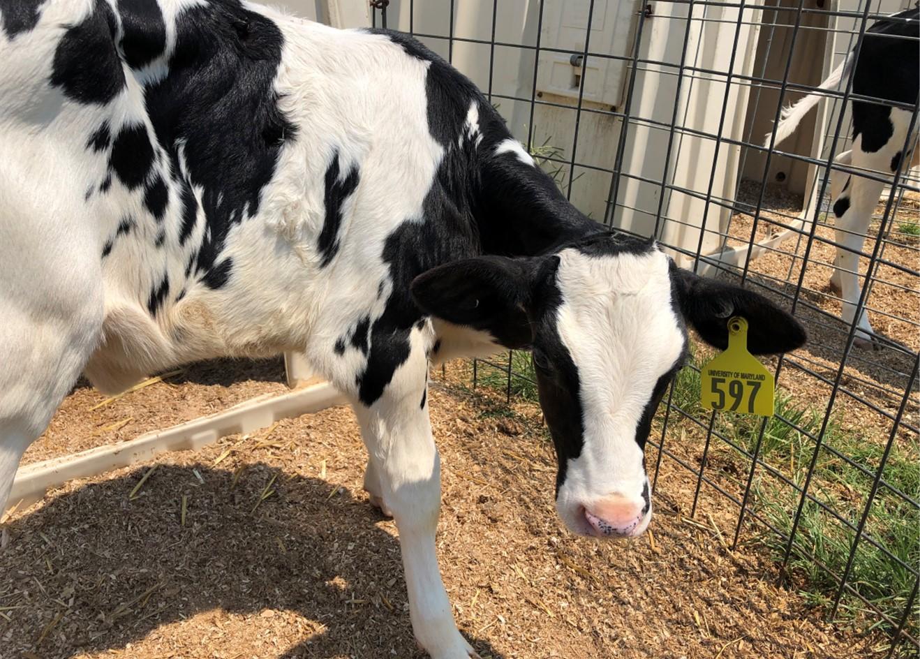 Calf in corralled in pen. 