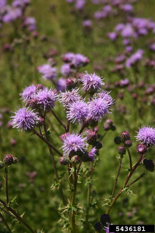 Canada Thistle flowers. Photo by Eric Coombs, Oregon Department of  Agriculture, Bugwood.org 