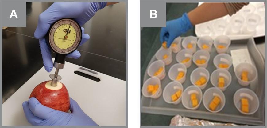 Figure 1. (A) An Effegi firmness tester/penetrometer with a 7/16-inch diameter plunger, (B) Sample preparation for a sensory panel evaluation. Photos: Dr. Macarena Farcuh, University of Maryland.