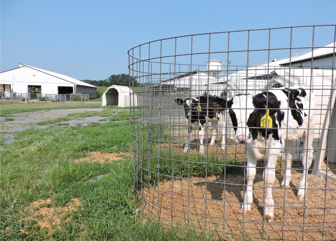 Calfs in individual pens