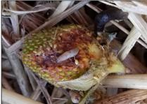 slug on strawberrry. Photo: K Hamby