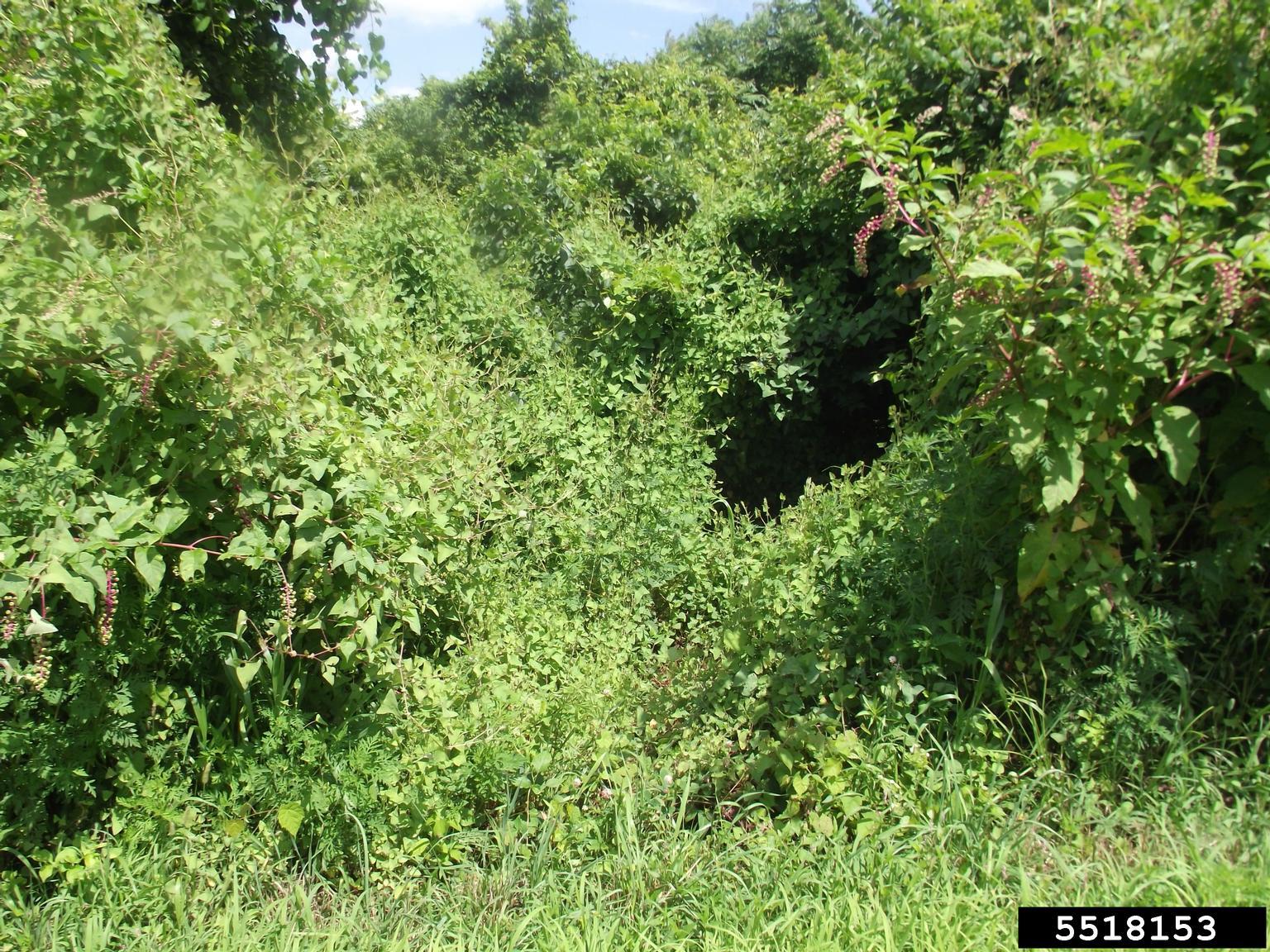 Mile-a-minute vine. Photo by Richard Gardner, UMES, Bugwood.org 