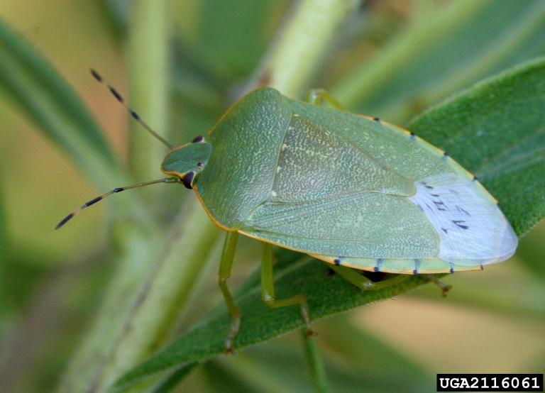 Fig. 1.) Adult Green stink bug. Photo by David Cappaert, Bugwood.org