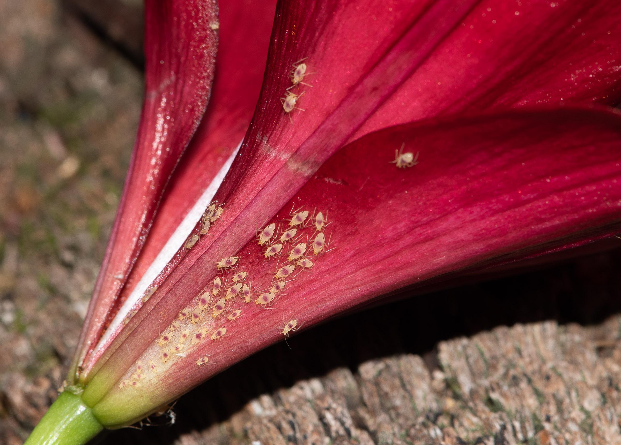 Lily aphids on flower