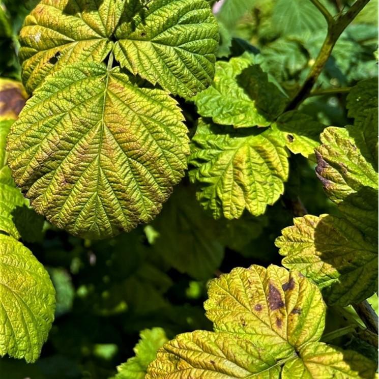 Fig. 2 Broad mites causing interveinal bronzing and necrotic spots on raspberry leaves