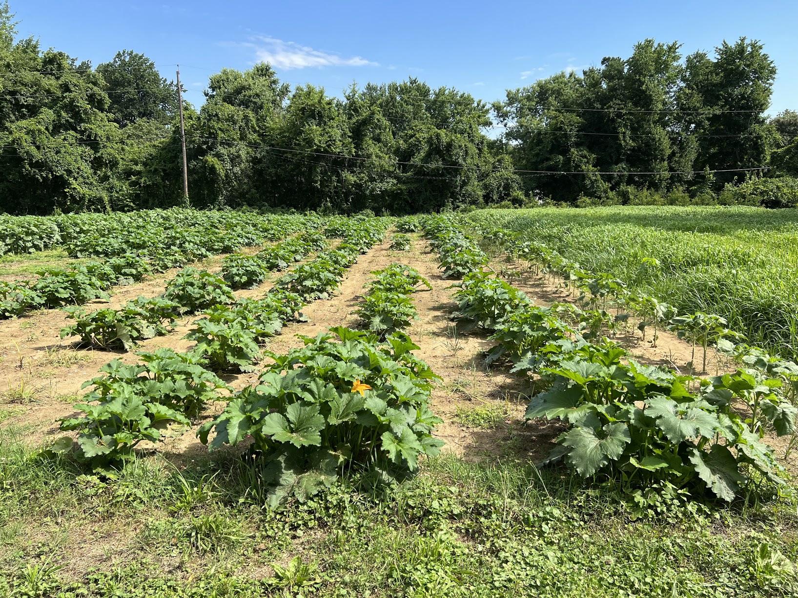 UFRC Crops