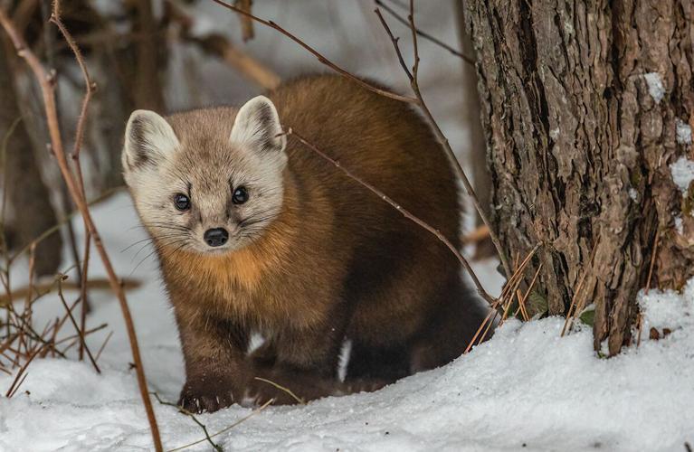 American marten. Photo by Alison Gregor, courtesy Bay Journal