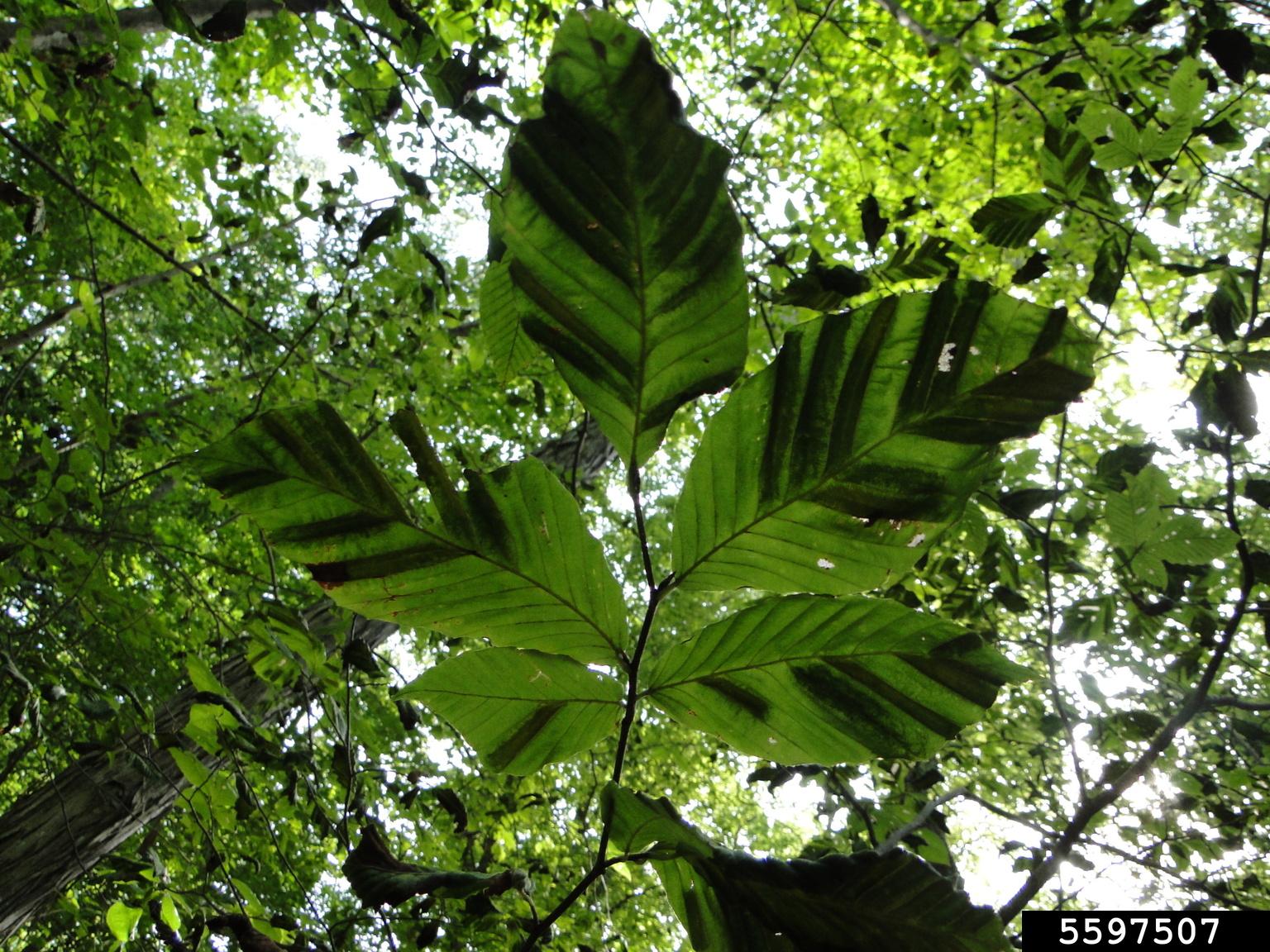 Beech leaf disease striping on leaves. Photo by  Yonghao Li, The Connecticut Agricultural Experiment Station, Bugwood.org