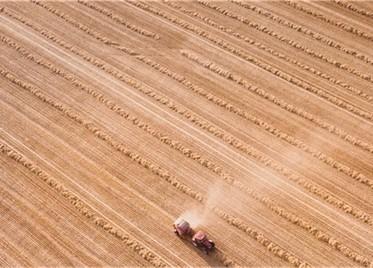 Harveting grain