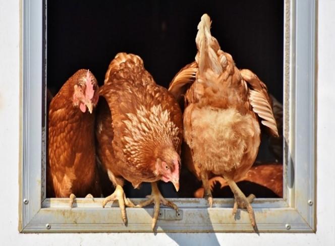 Chickens on a perch