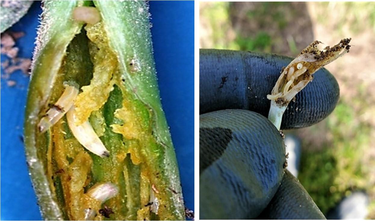 Seed maggots in stems of different seedlings