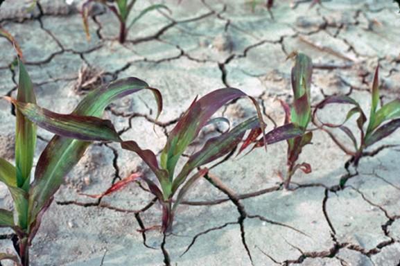 Purpling of the corn leaf tissue