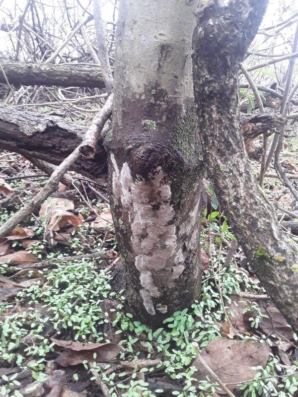 what do spotted lanternfly egg masses look like - they are muddy gray patches 