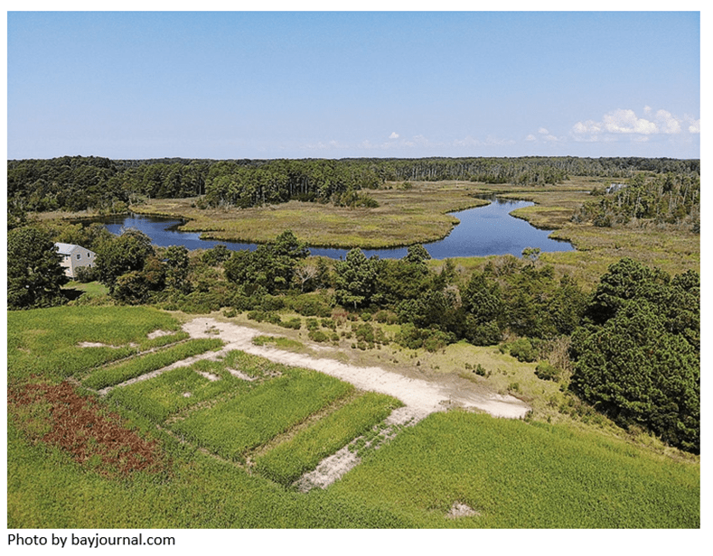 bayjournal.com pic of saltwater intrusion