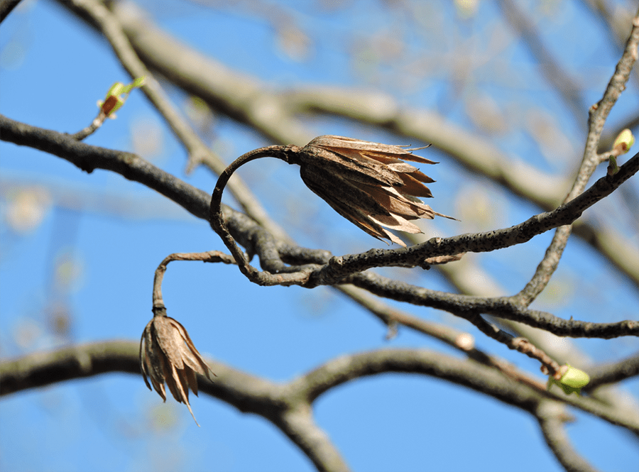 Tuliptree seed pod.