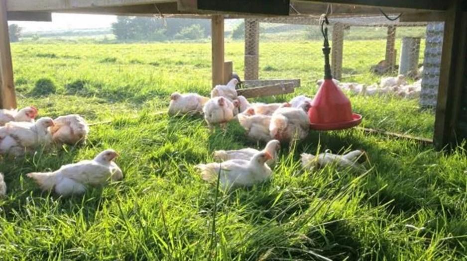 Laying hens and broilers are freely moving around outdoors within an enclosed pen.