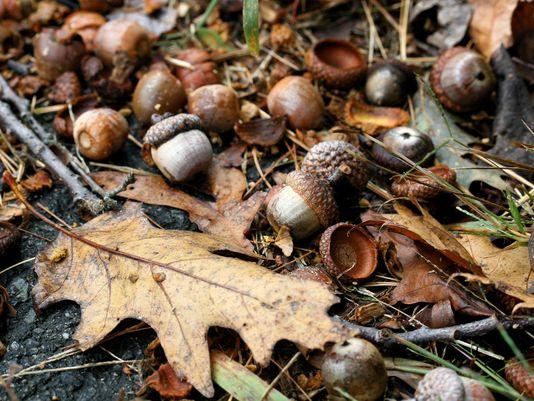 Photo of oak leaves and acorns on forest floor.