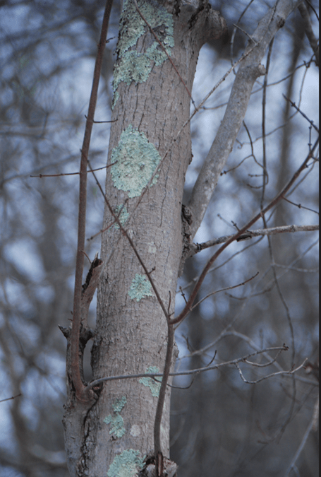 Bark of a younger red maple transitioning from its smooth characteristic to platy/scaly. Splotches are lichens living on the bark.