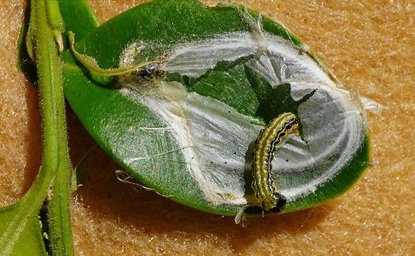 a striped caterpillar emerging from a damaged boxwood leaf - box tree moth