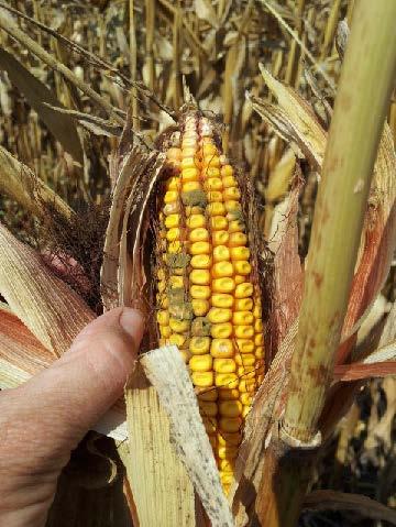 Aspergillus on ear of yellow corn