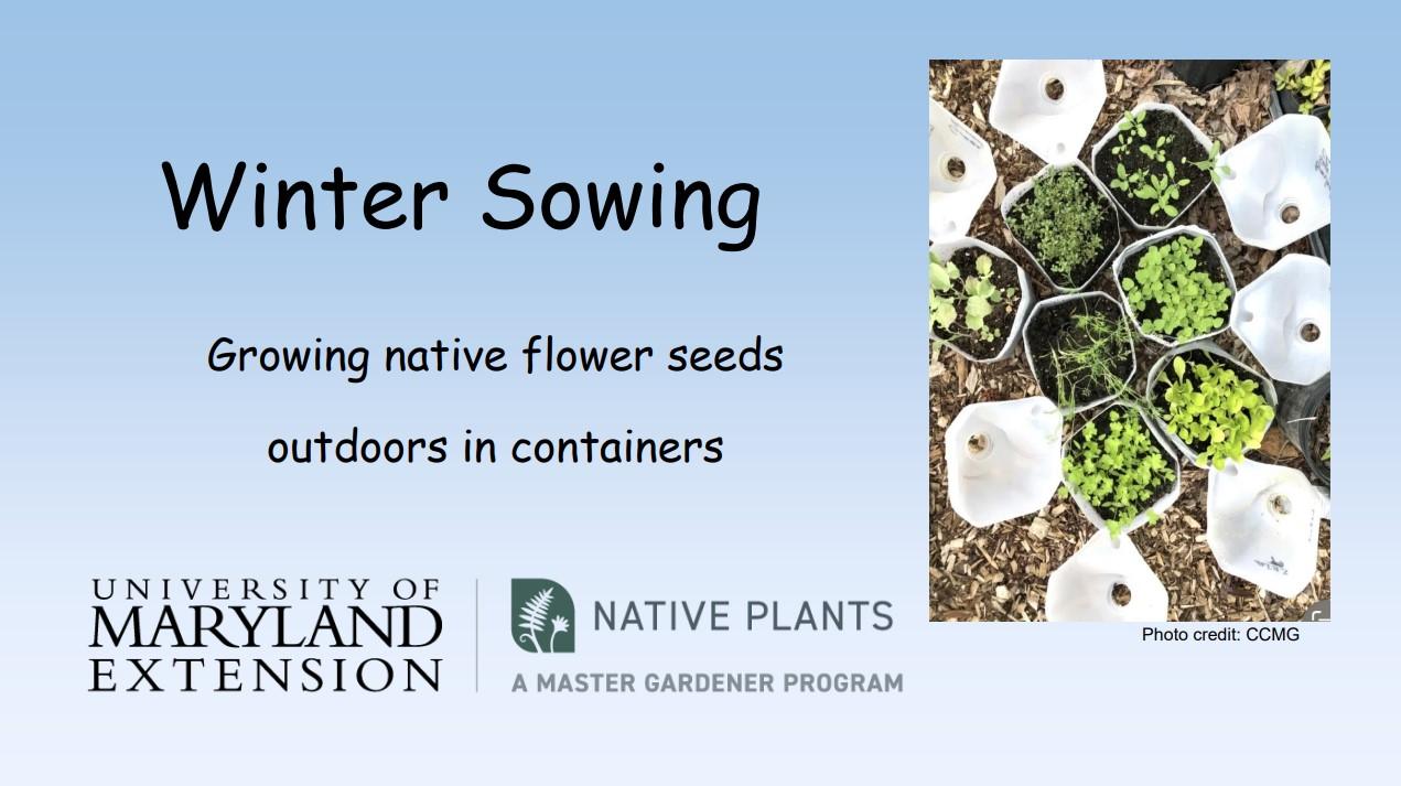 Winter Sowing Native Flower Seeds Outdoors in Containers