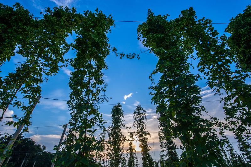 Hops Vines at Western MD Research & Education Center