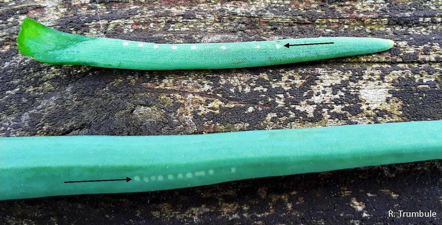 Characteristic white dots made by Allium leaf miner on onion.