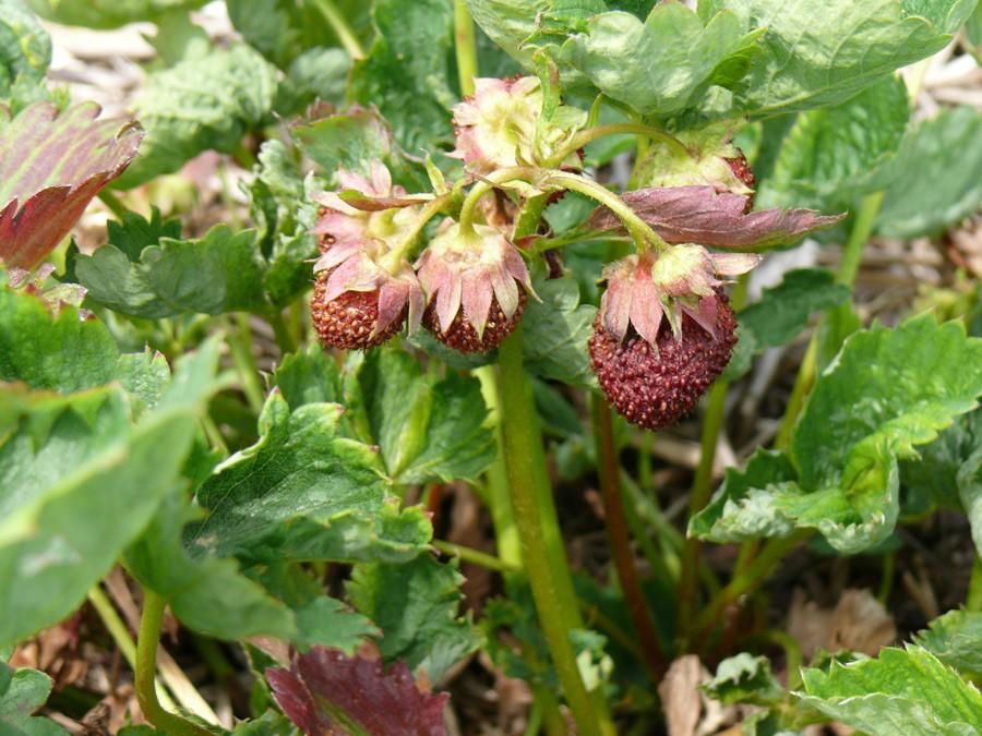 Cyclamen mite damage to strawberry fruit