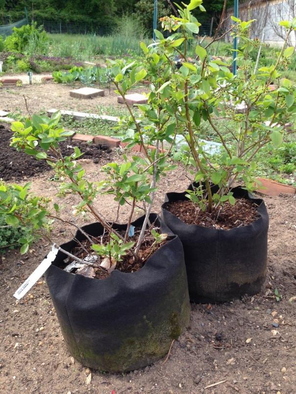 blueberries in containers