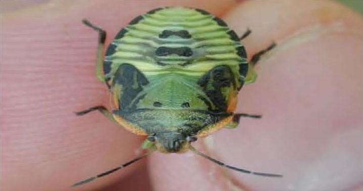 Fifth instar green stink bug nymph