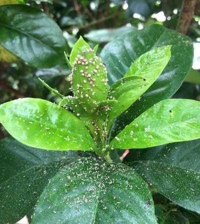 aphids and honeydew on gardenia