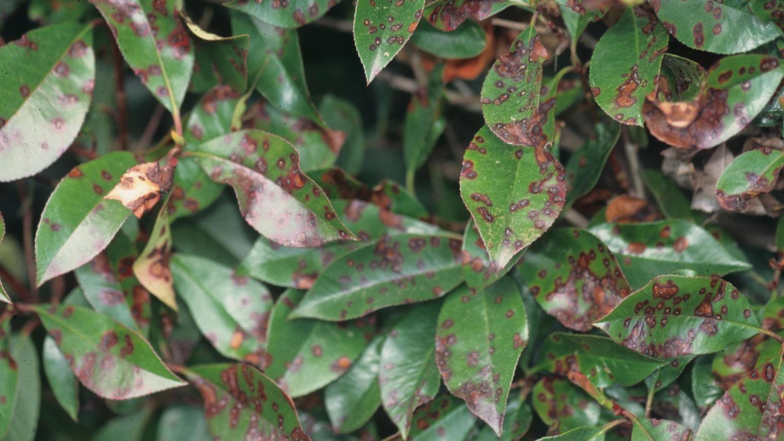 entomosporium leaf spot