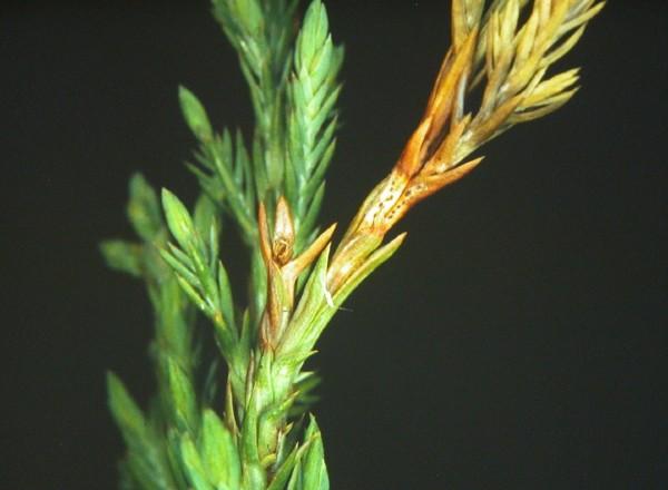 brown juniper branches - kabatina symptoms