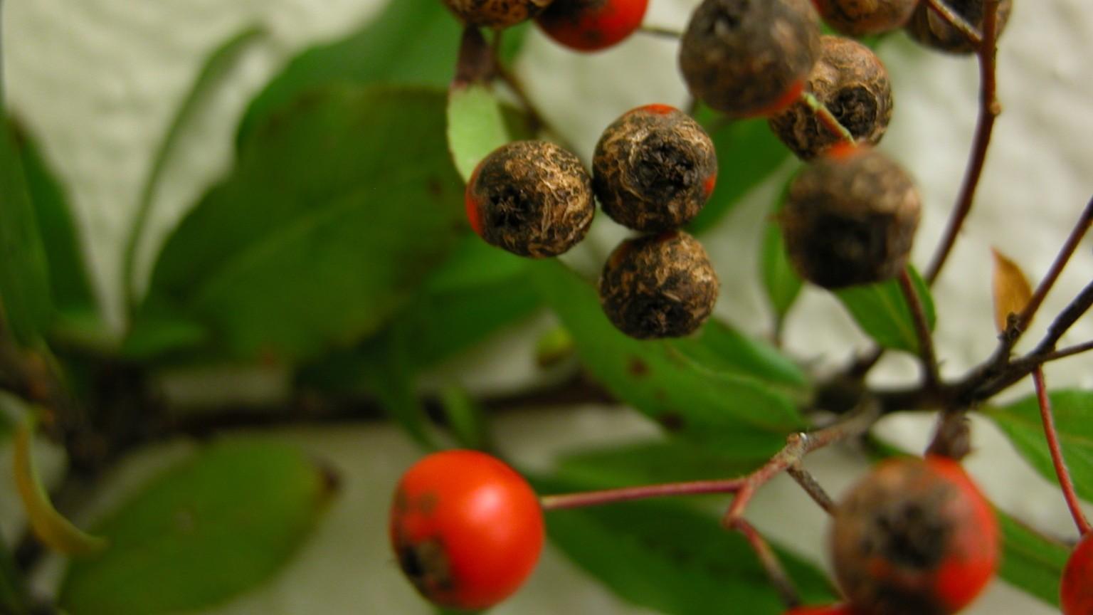 pyracantha scab