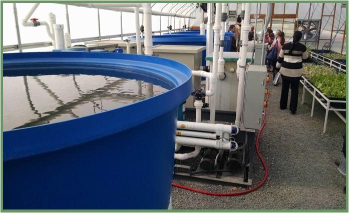 Figure 4: Greens and fish grown aquaponically in a high tunnel using natural light, at University of the District of Columbia Food Hub, in Washington, DC. Photo by Neith Little, UMD Extension. 