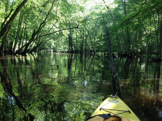 Pocomoke River