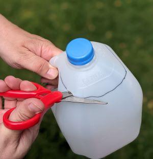 Sample of cutting the top off of the milk carton to use for growing seedlings.