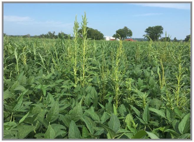 Figure 5. Palmer amaranth seedheads in a soybean field.