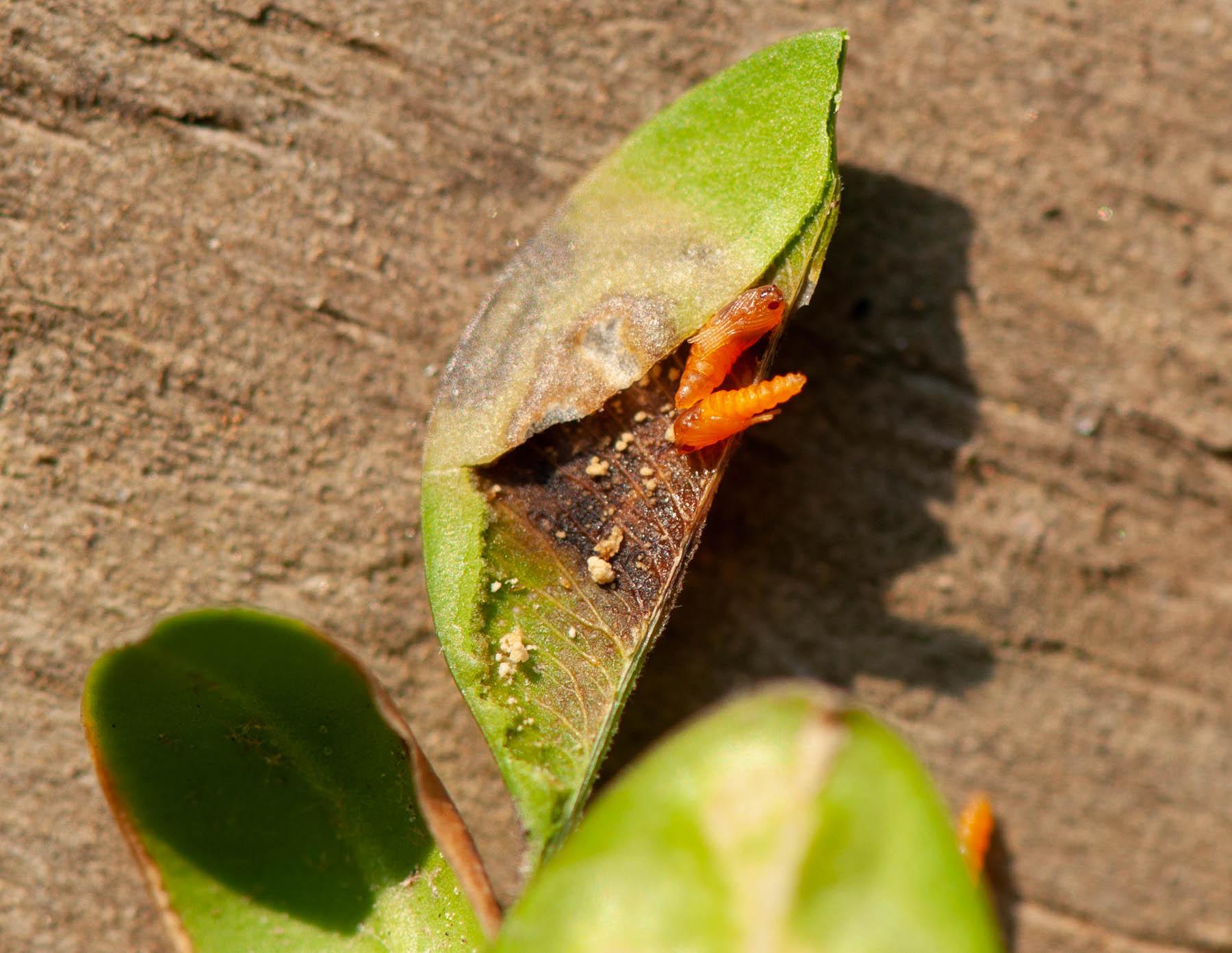 Boxwood leafminer in the pupal stage