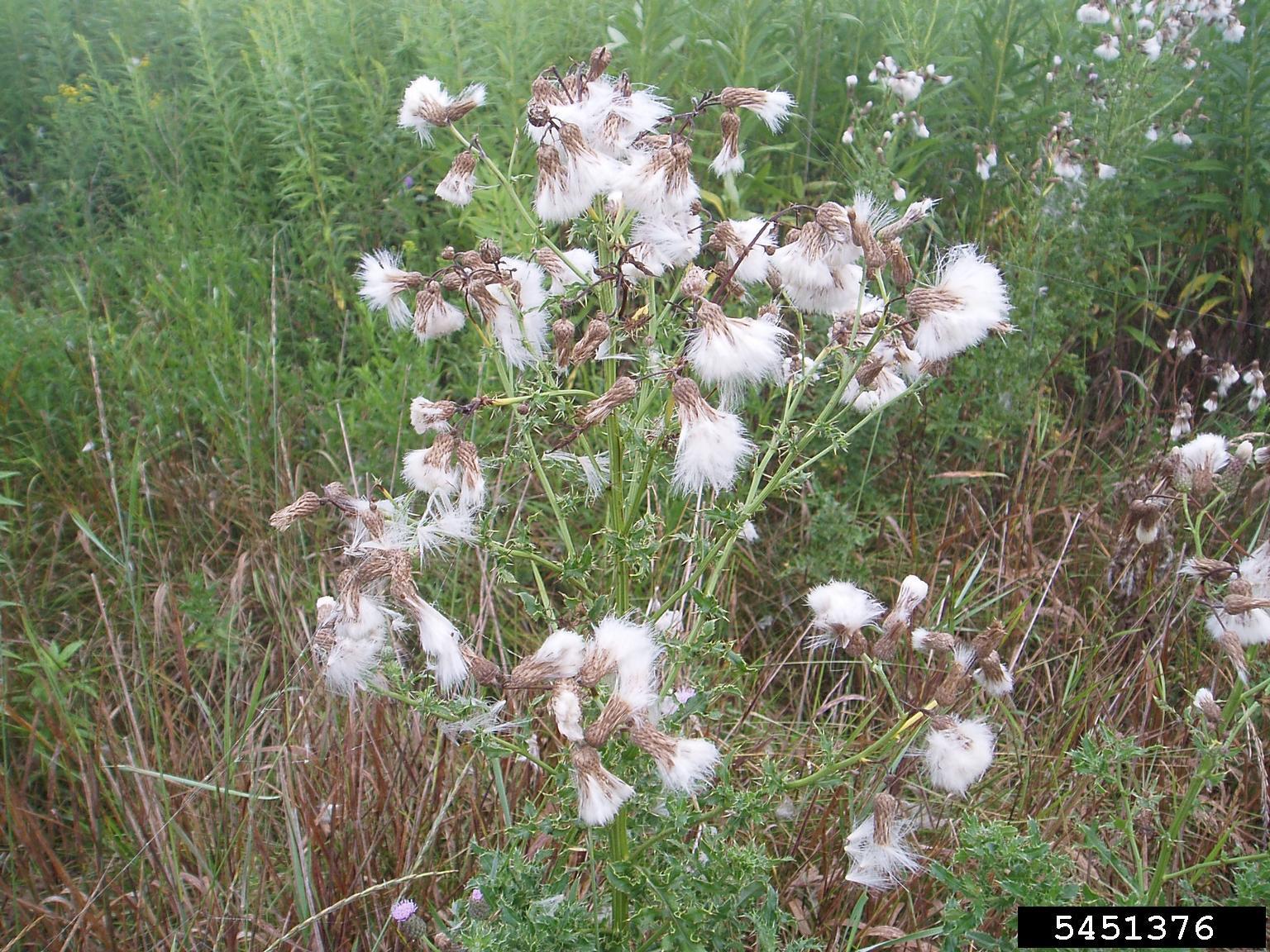 Canada thistle flowers. Photo by Leslie J. Mehrhoff, University of Connecticut, Bugwood.org