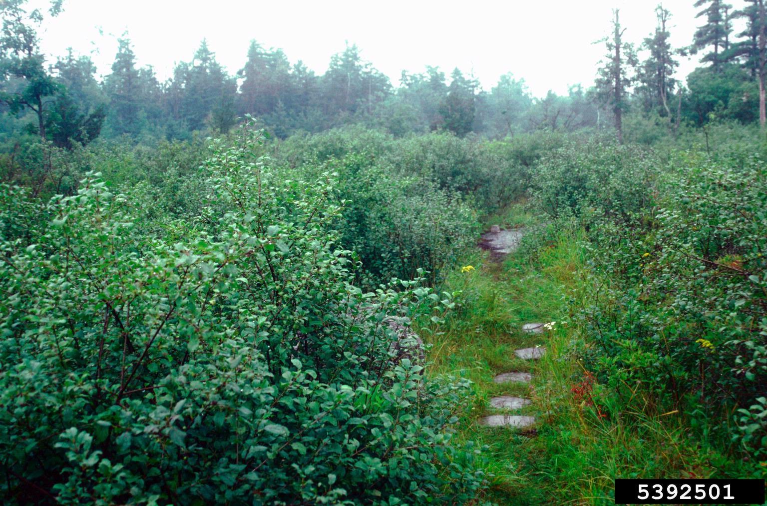 European buckthorn infestation in a field. Photo by John M. Randall, The Nature Conservancy, Bugwood.org 