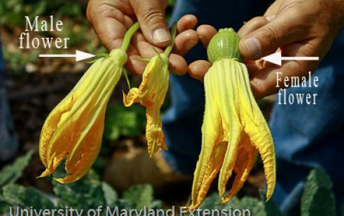 male and female squash flowers and pollination