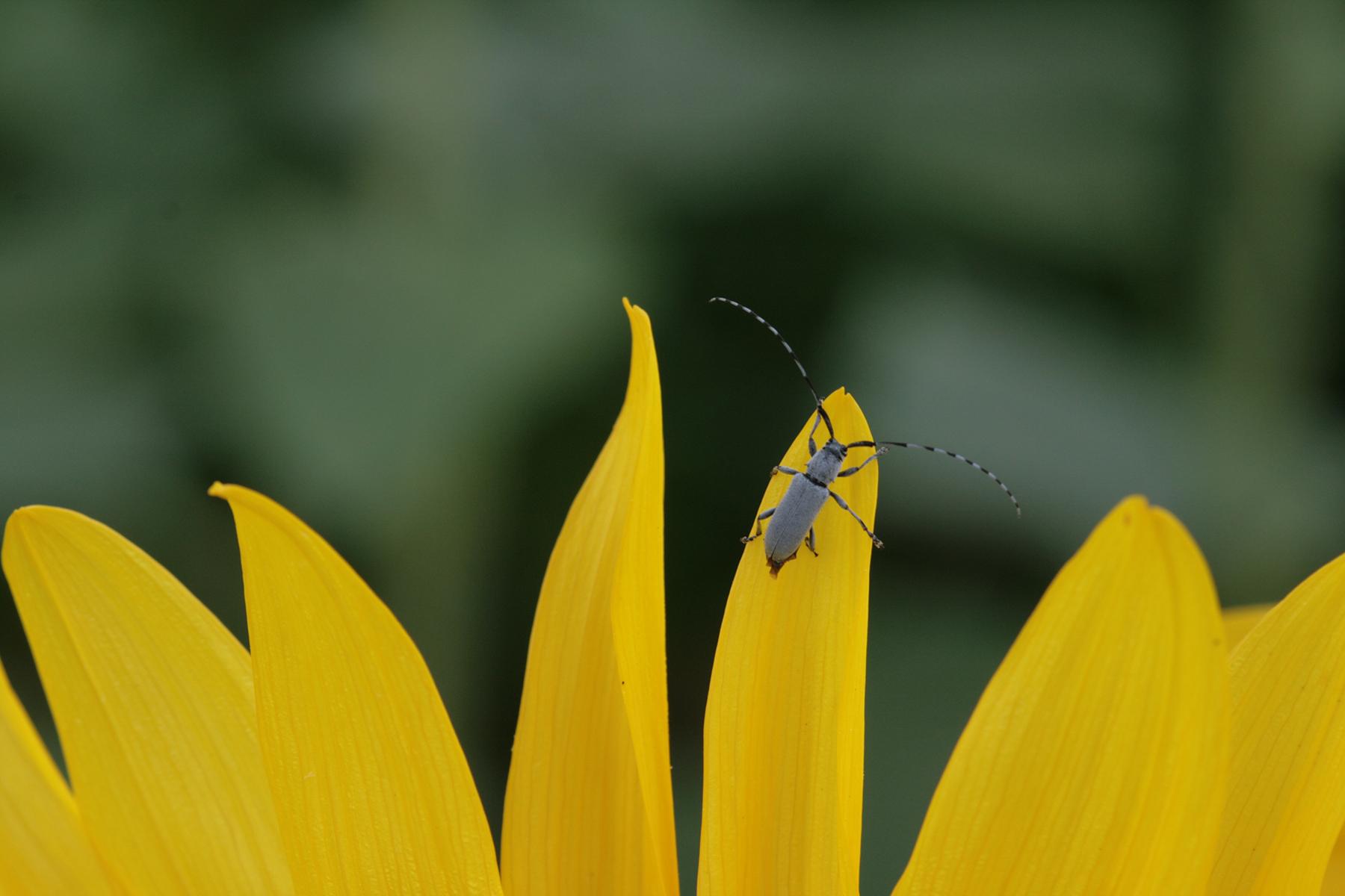 Figure 7. Dectes stem borer adult on a sunflower petal. Photo: David Owens