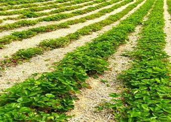 Strawberry cultivars in field