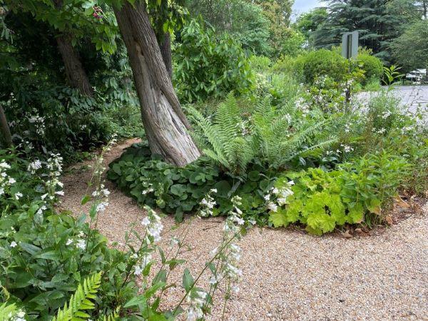 a variety pf low-growing plant species are used to make a groundcover